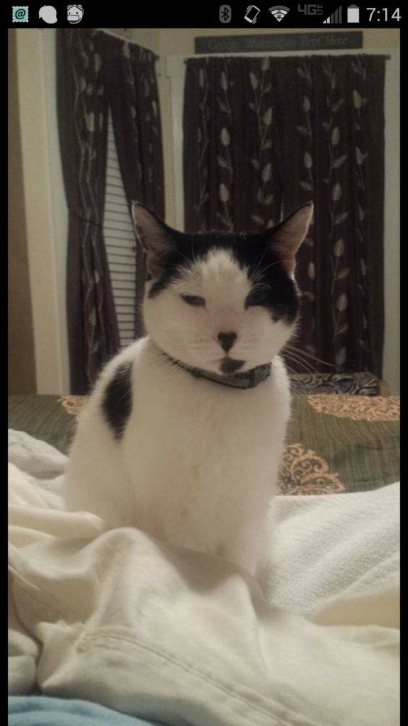 Howbow Pet Crematory