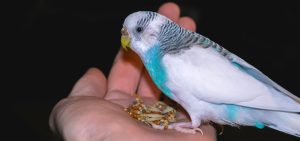 Forget-Me-Not Pet Crematory