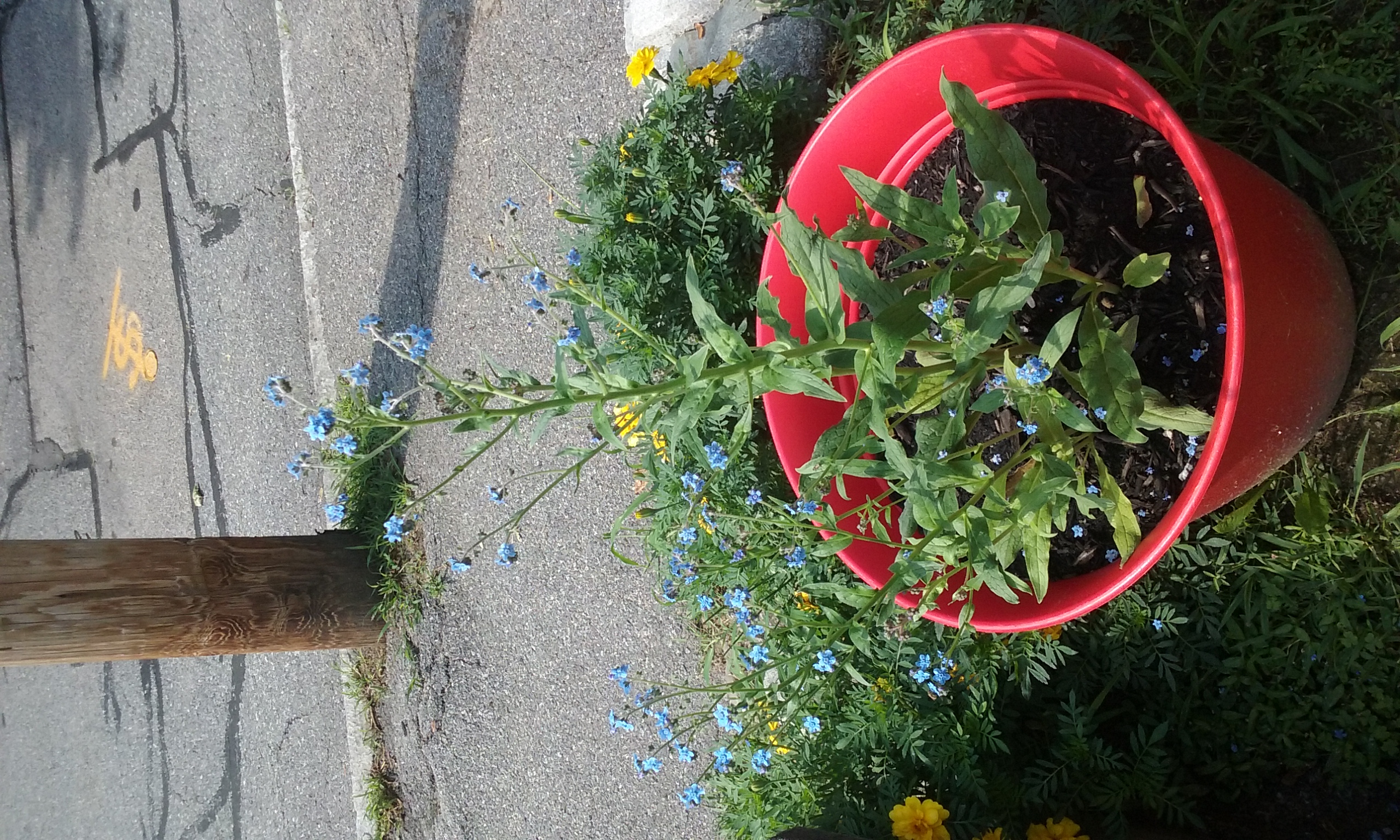 20180817_103753 Pet Crematory