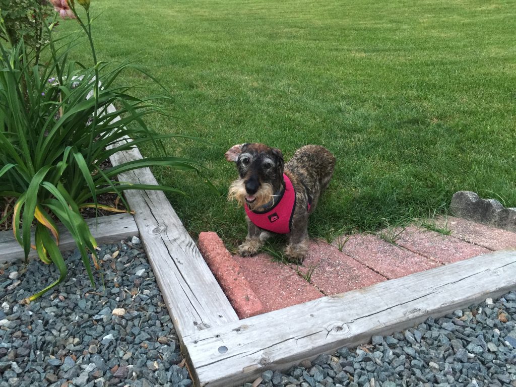 IMG_5767 Pet Crematory