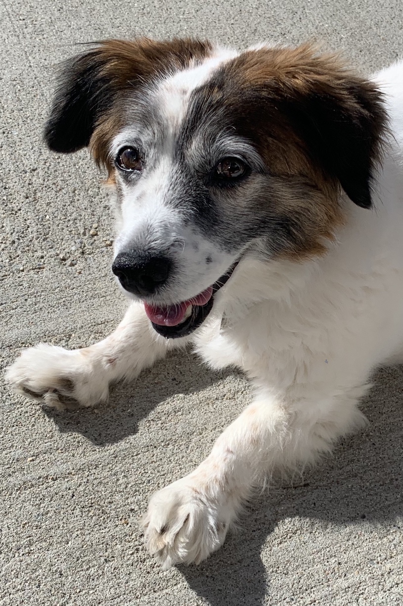 Bailey Pet Crematory