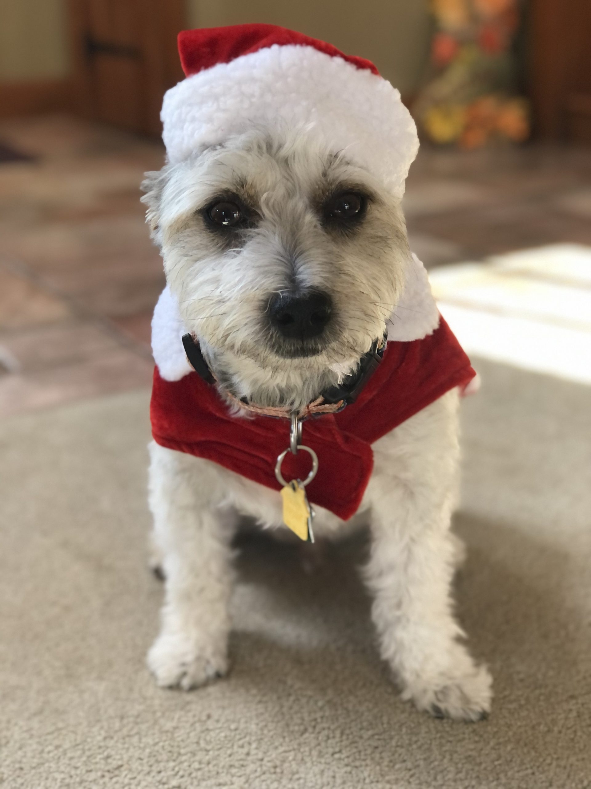 IMG_5255 Pet Crematory